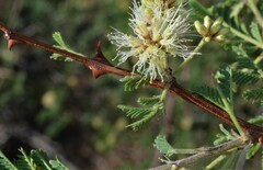 Mimosa aculeaticarpa biuncifera