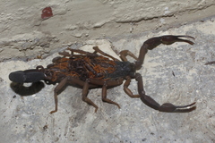 Centruroides gracilis