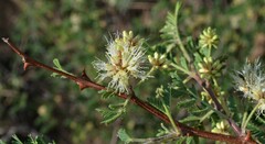 Mimosa aculeaticarpa biuncifera