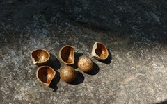 Cleidion spiciflorum