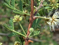 Mimosa aculeaticarpa biuncifera