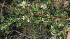 Mimosa aculeaticarpa biuncifera