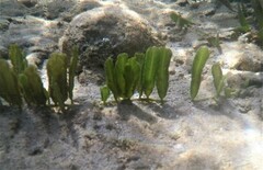 Caulerpa