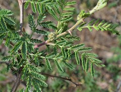 Mimosa aculeaticarpa biuncifera