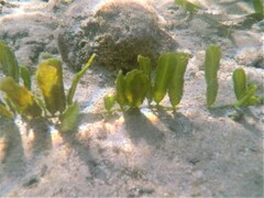 Caulerpa