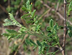 Mimosa aculeaticarpa biuncifera