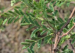 Mimosa aculeaticarpa biuncifera