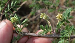 Mimosa aculeaticarpa biuncifera