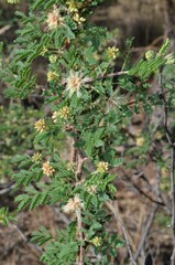 Mimosa aculeaticarpa biuncifera