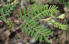 Mimosa aculeaticarpa biuncifera