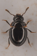 Agathidium