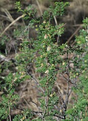 Mimosa aculeaticarpa biuncifera