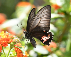 Heraclides torquatus