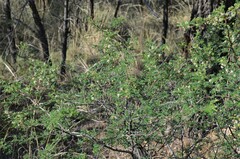 Mimosa aculeaticarpa biuncifera