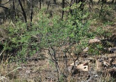 Mimosa aculeaticarpa biuncifera