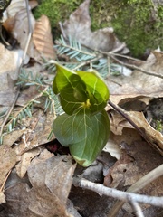 Trillium