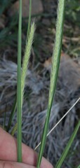 Muhlenbergia alopecuroides