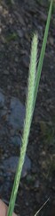 Muhlenbergia alopecuroides