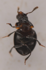 Agathidium