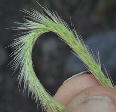Muhlenbergia alopecuroides