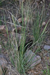 Muhlenbergia alopecuroides
