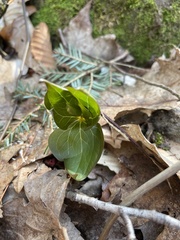Trillium