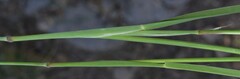 Muhlenbergia alopecuroides