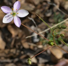 Phemeranthus parviflorus