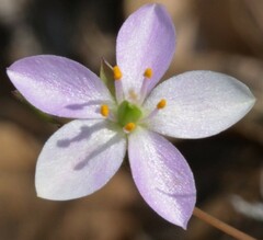 Phemeranthus parviflorus