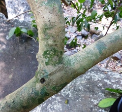 Cleidion spiciflorum