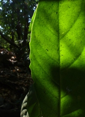 Cleidion spiciflorum