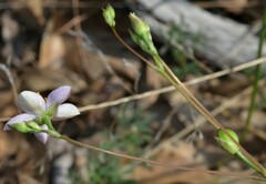 Phemeranthus parviflorus