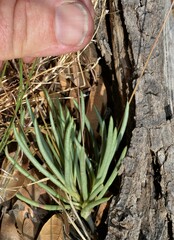Phemeranthus parviflorus
