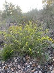 Solidago radula