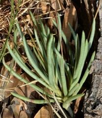 Phemeranthus parviflorus