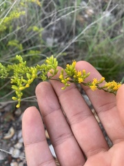 Solidago radula
