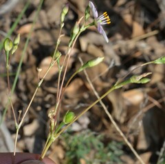 Phemeranthus parviflorus
