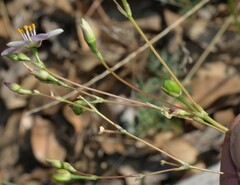 Phemeranthus parviflorus