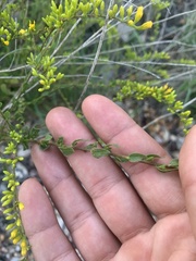 Solidago radula
