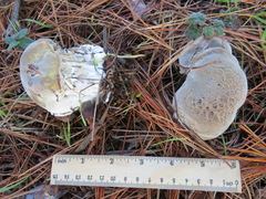 Hypomyces microspermus