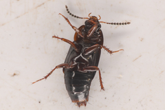 Tachinus