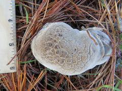 Hypomyces microspermus