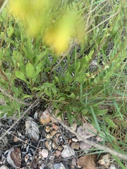 Solidago radula