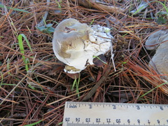 Hypomyces microspermus