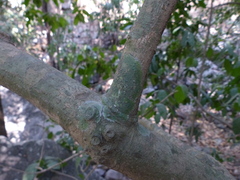 Cleidion spiciflorum