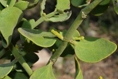 Phoradendron coryae