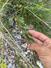 Solidago radula