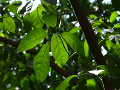 Cleidion spiciflorum