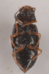 Proteinus
