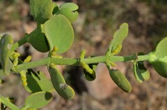 Phoradendron coryae